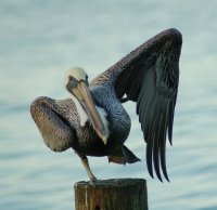 Pelican out to dry